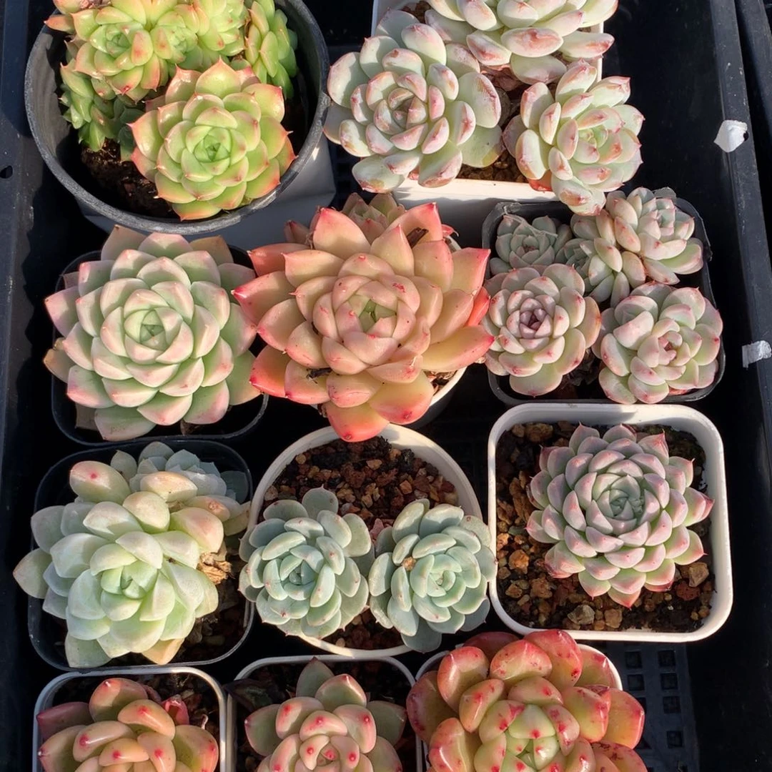 1215-11 套餐一组