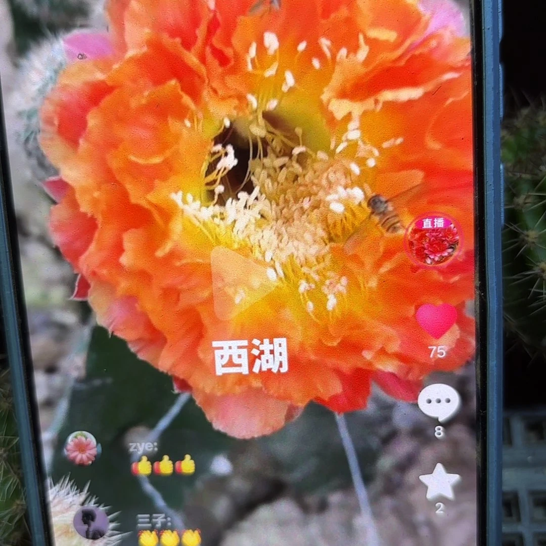 千层酥无根侧牙四公分27