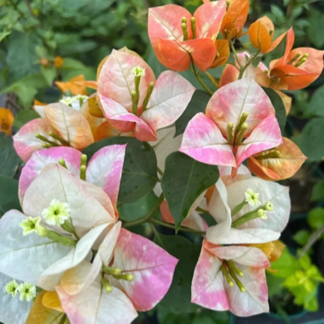 三角梅四季勤花可爬藤通用链接