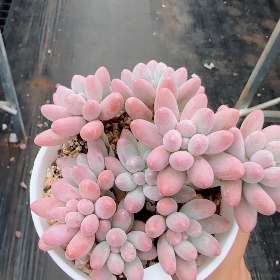 汤圆无砍，9329多肉植物