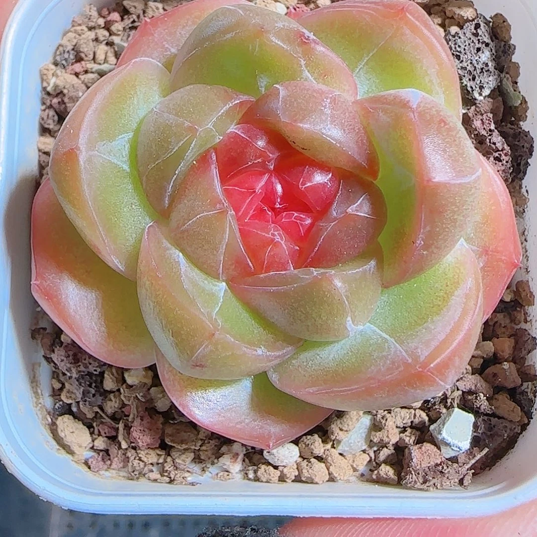 多肉一物一拍1027--32珍妮