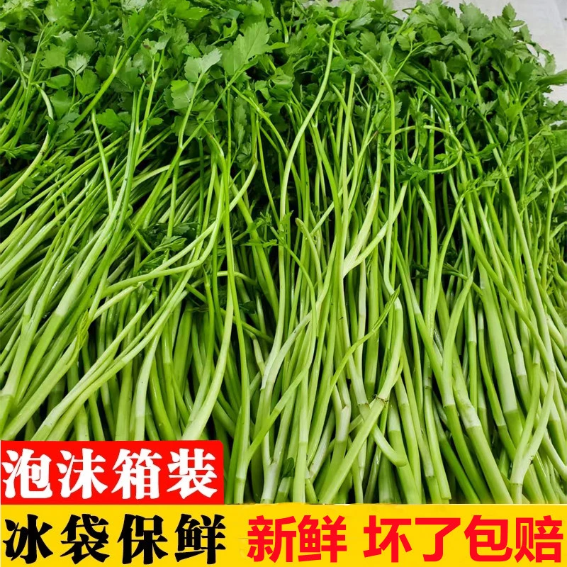 湖北农家新鲜水芹菜河芹去老叶去根净菜时令蔬菜小叶芹野芹菜口感