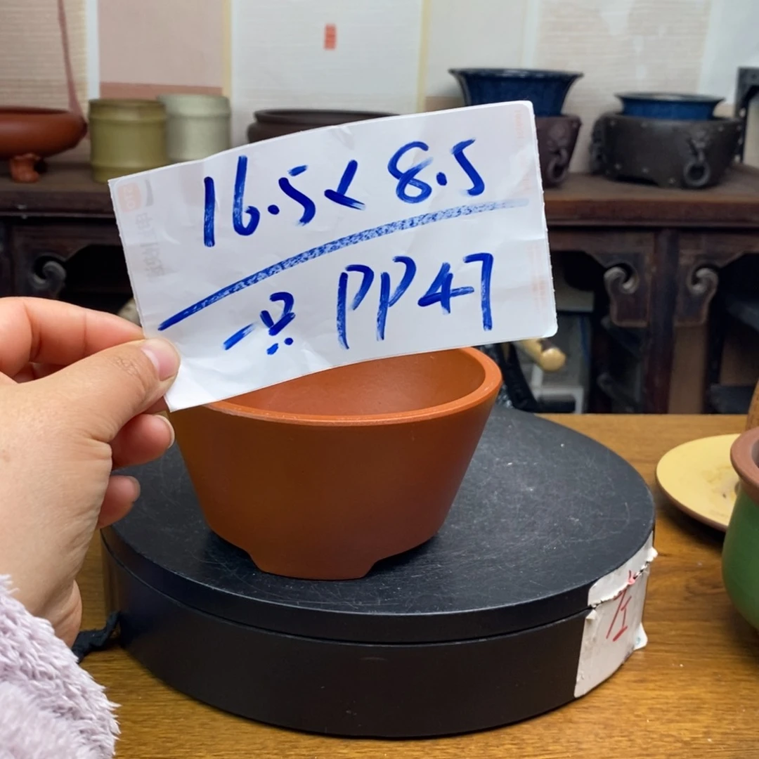 紫砂货号一只PP47