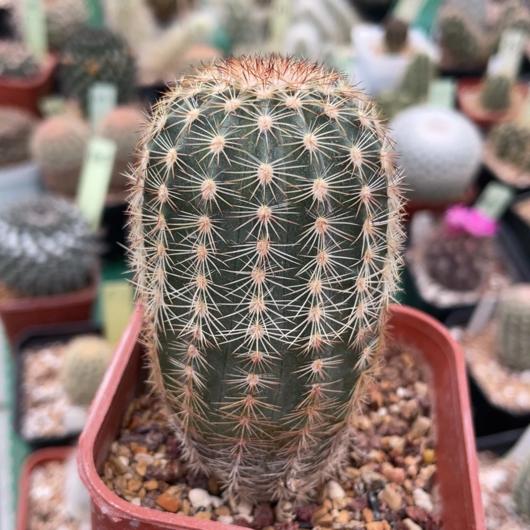 鹿角柱实生仙人球粉橘红紫红御旗