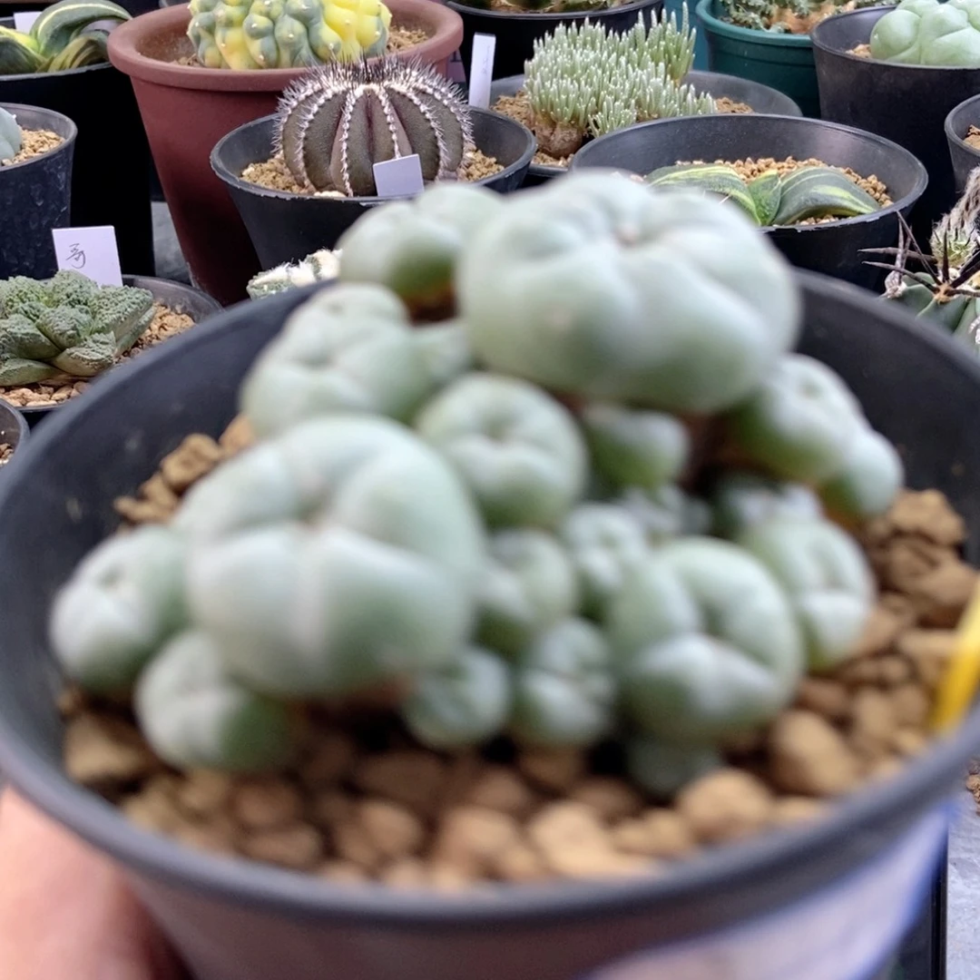 溜**达五刺的品种，现在是