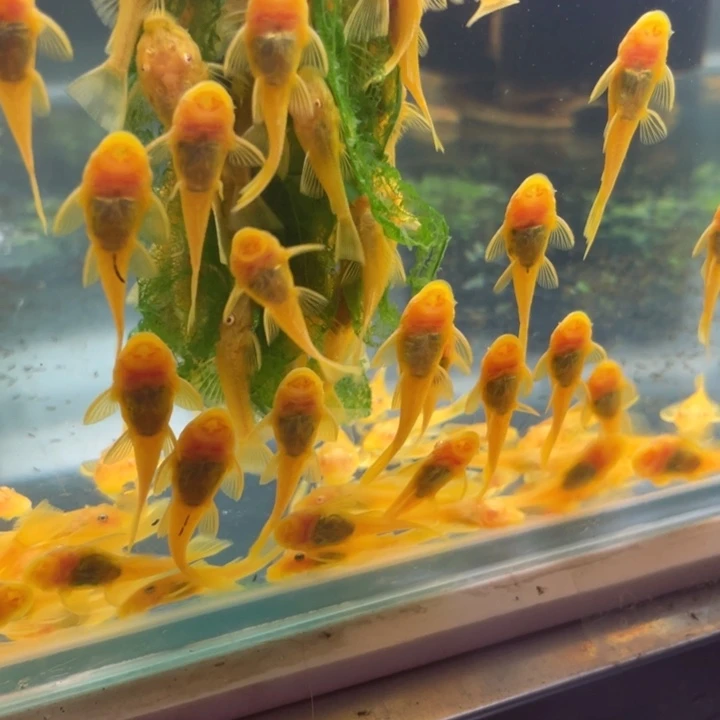 9级灯牌鱼包邮到家