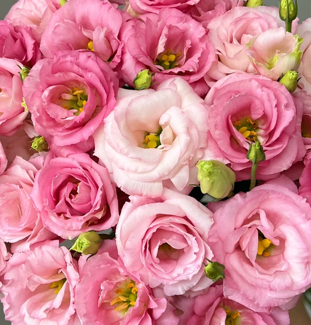 粉色洋桔梗【小谈鲜花】