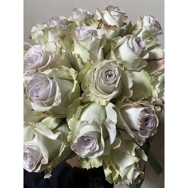 安德拉月季 橙色多盟 灌木大花切花蓝紫色 别名安德烈亚/安德里亚