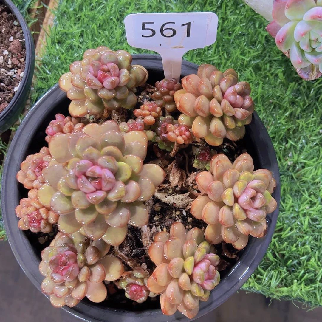小**特561葡萄58元元元
