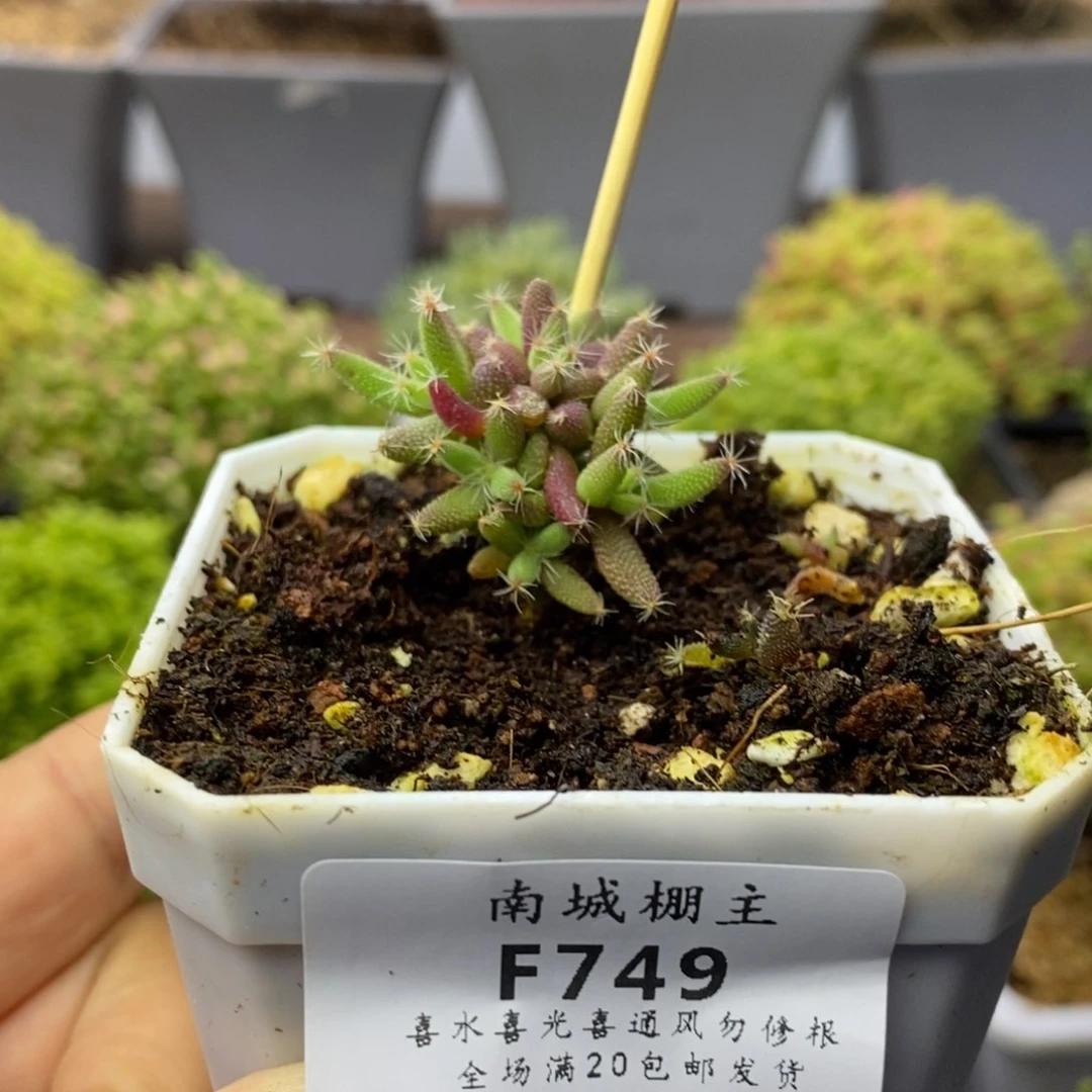 749实生玉米枝干番杏