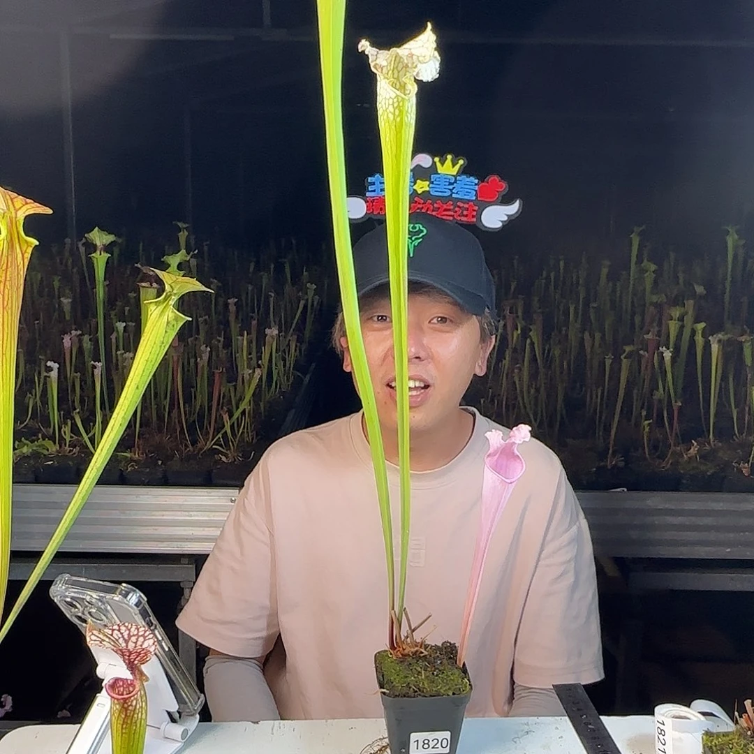 57cm超大母本粉豹SL3 送两永生瓶
