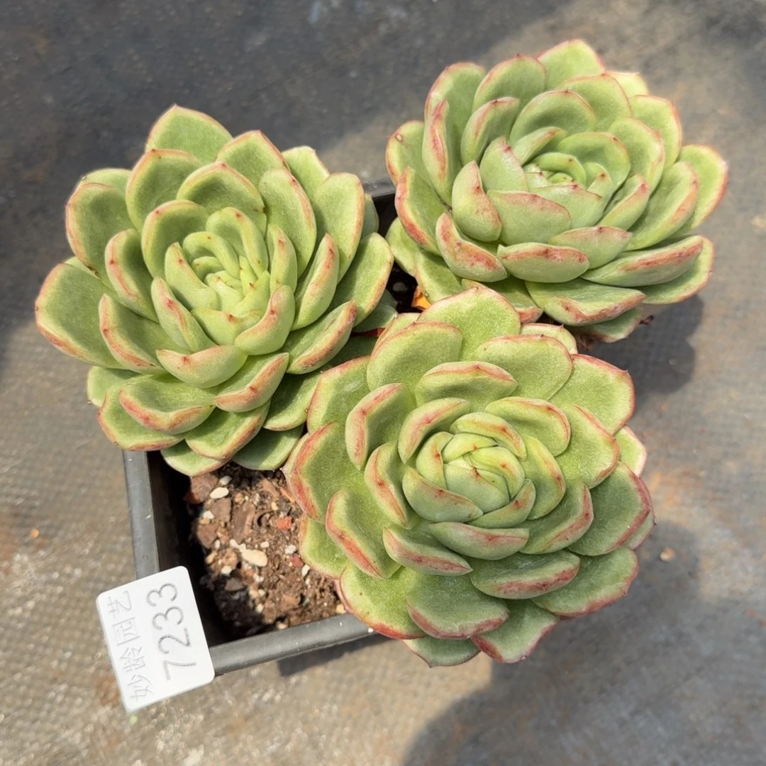 抹***️7233杂交多肉植物基地