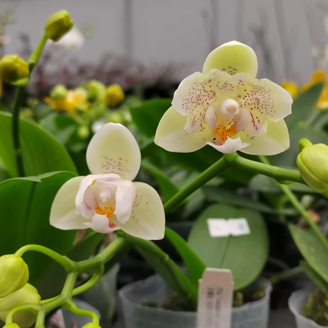 2.5寸 幸运星(花变异)-开花株 原生趣味兰花