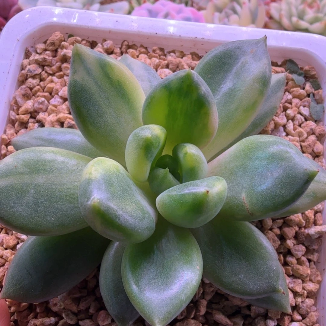 红象牙锦 多肉植物