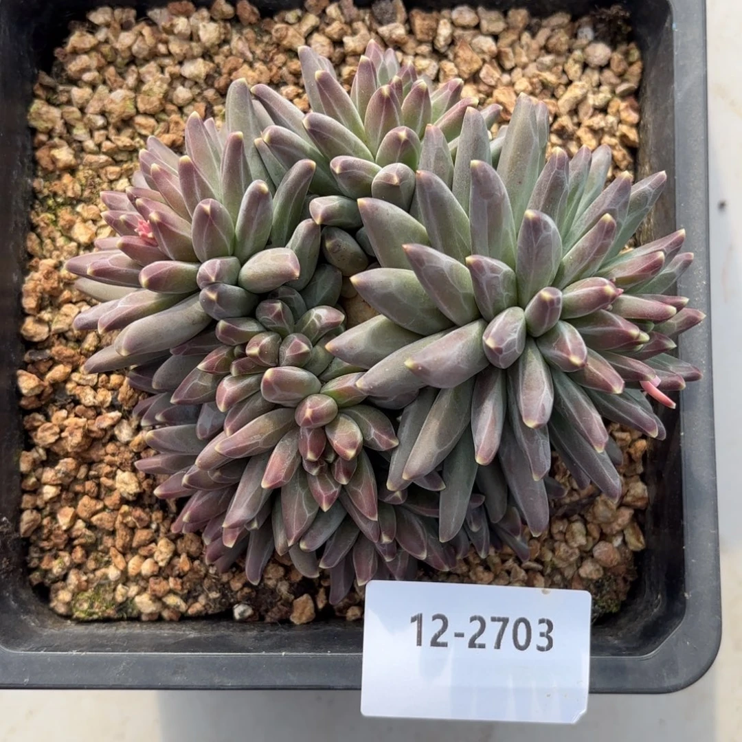 2703梵高美人多肉植物