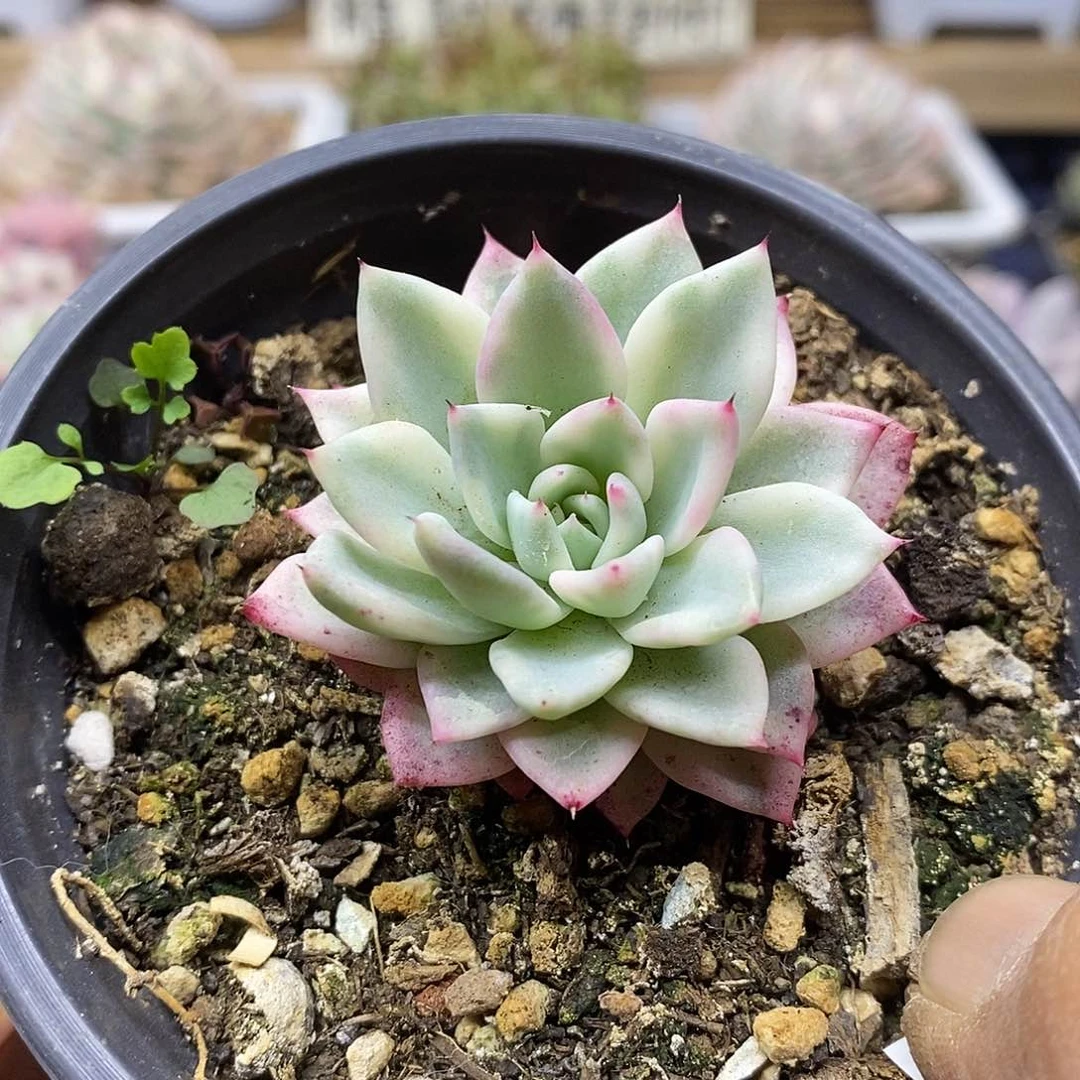 04161 原始绿爪覆轮锦