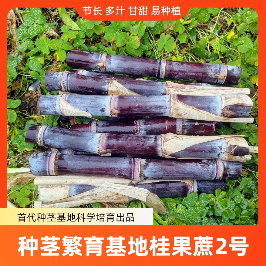 正宗广西黑皮甘蔗苗3-4芽易种植芽孢饱满水果甘蔗种子甘蔗种苗