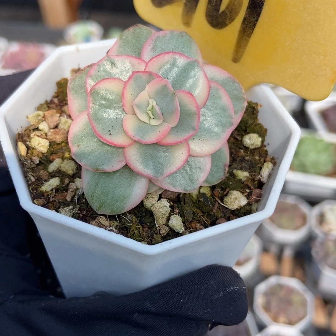 2101秀妍锦多肉植物