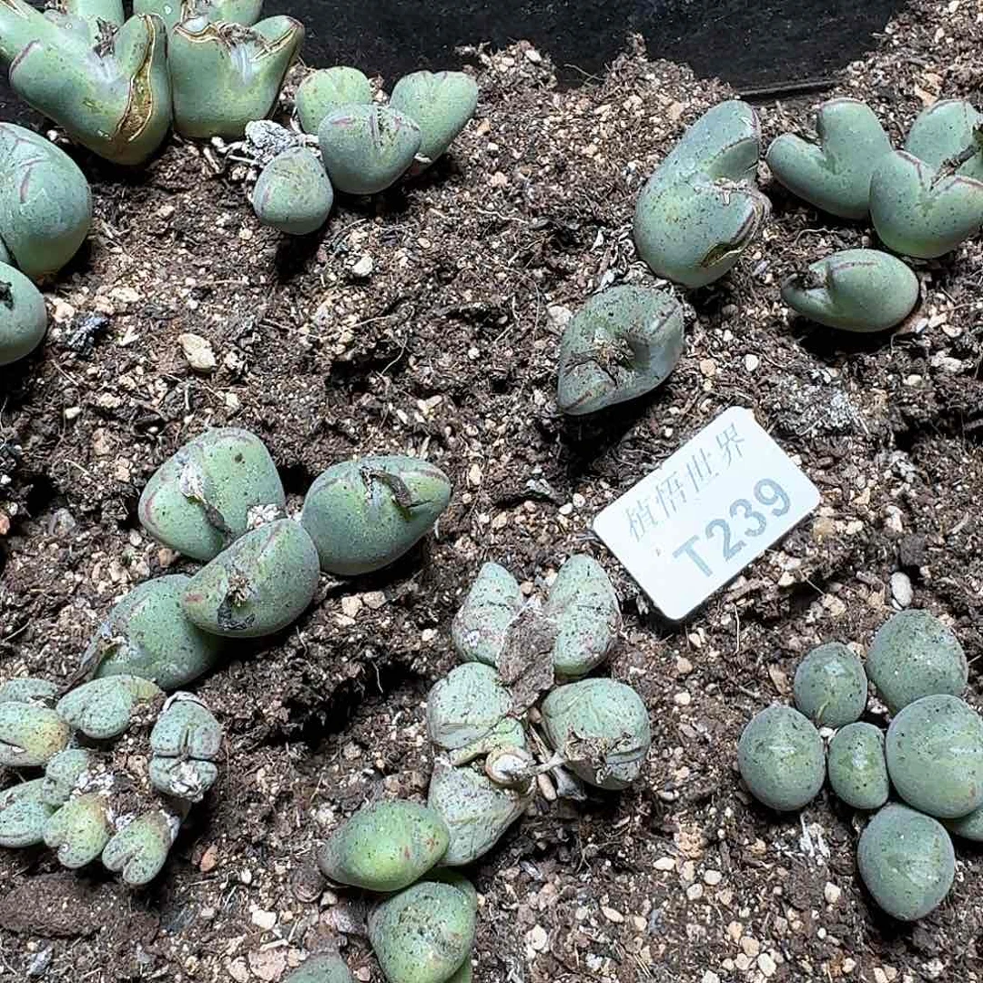 239号多肉植物哇cv