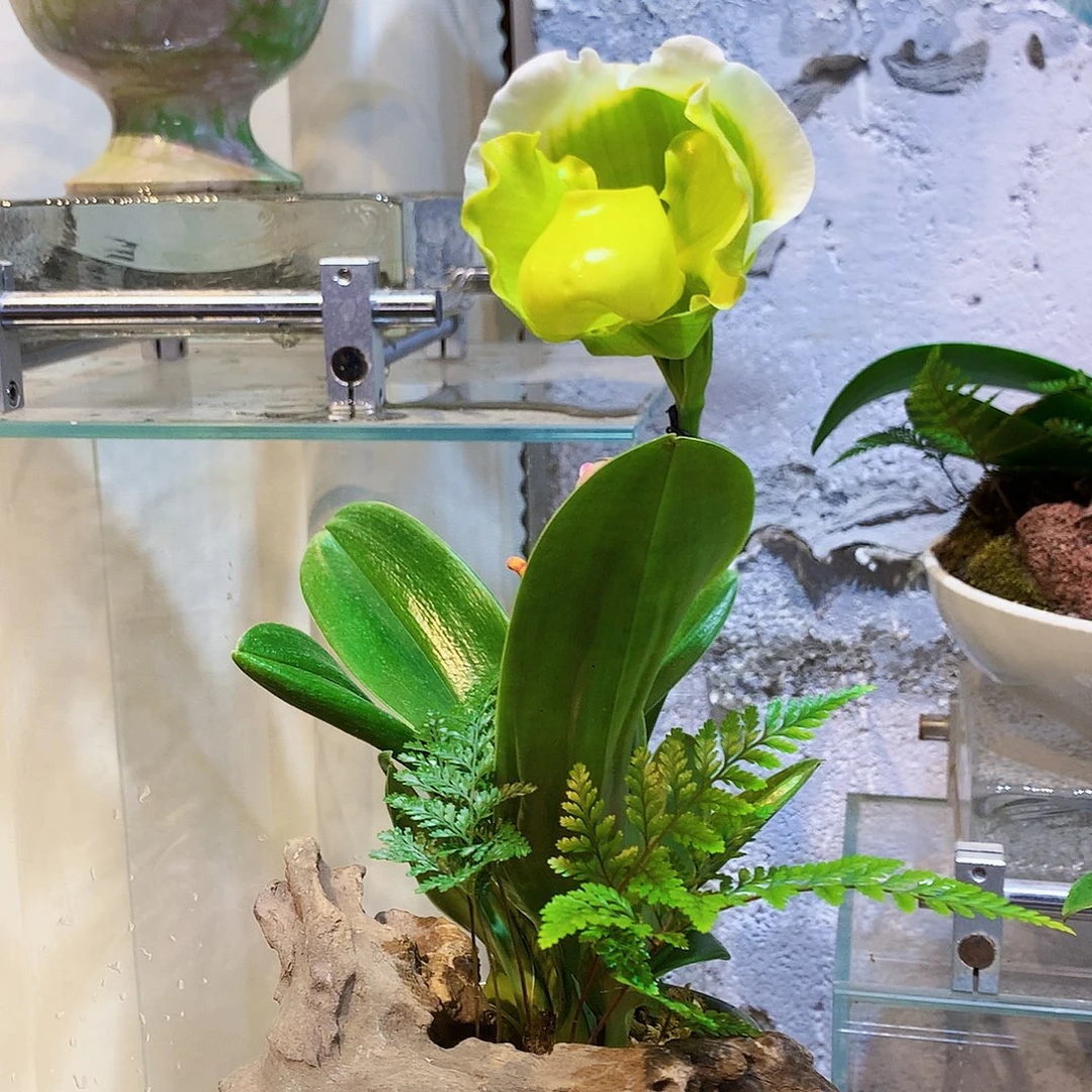 大量花朵（建议范围：8朵-15朵 或40%以上）30