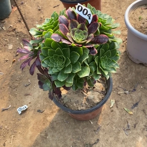 004嫁接多品种多肉法师