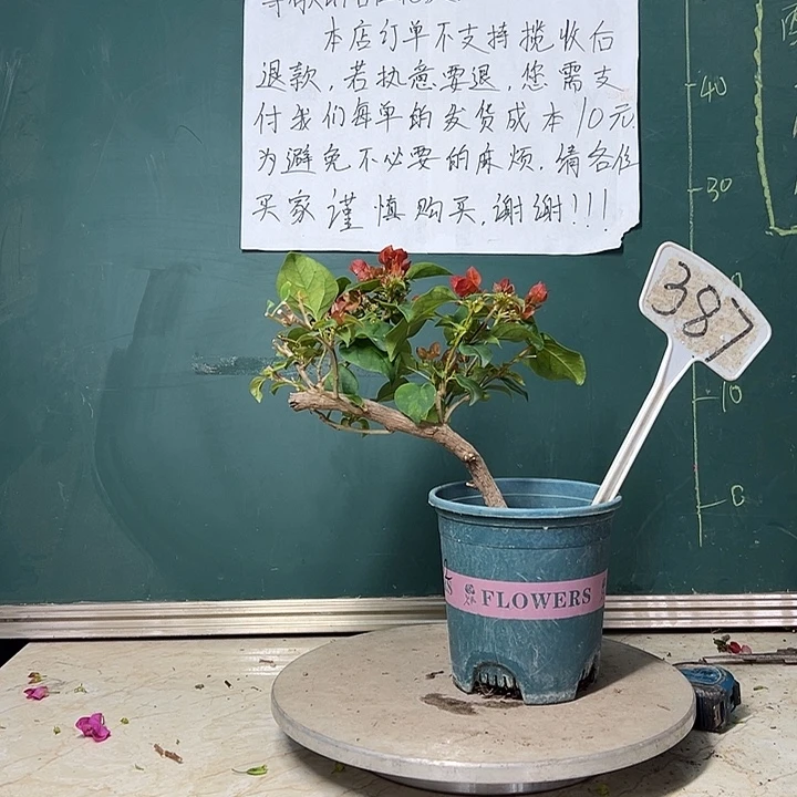 完全开放  暗斑大红 粗杆造型 387