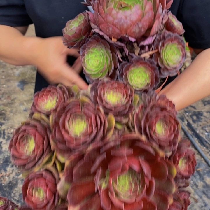 红魔加黑魔一组多肉植物