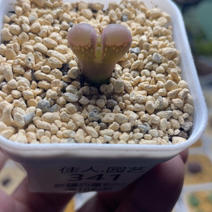 家人园艺多肉生石花红风铃341