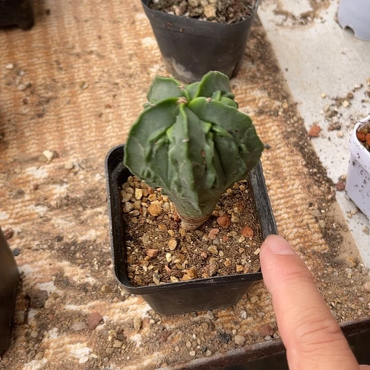 无花朵实生核桃鸾凤玉一物一拍