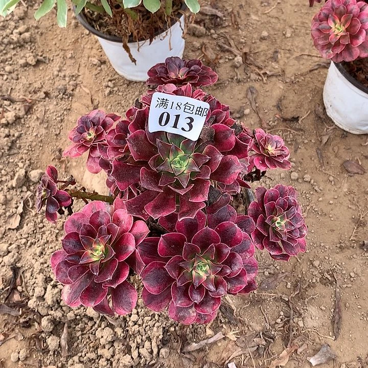 013美杜莎手捧2haop