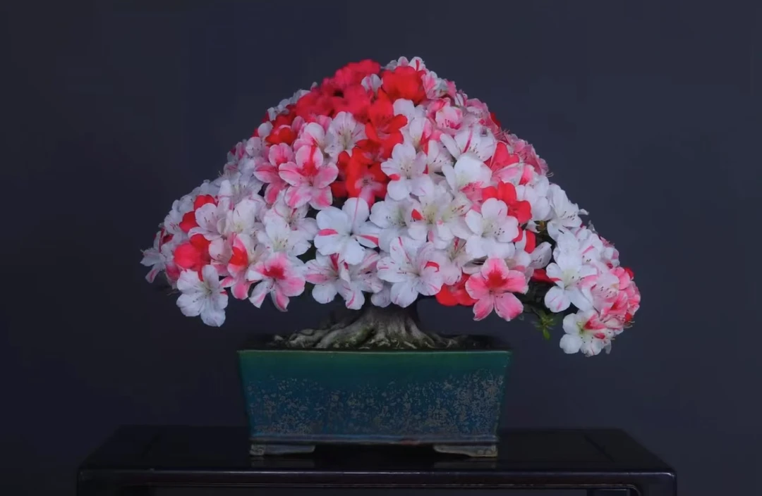 皋月杜鹃一年苗子