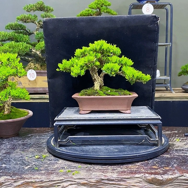 无花朵黄杨盆景四季常青