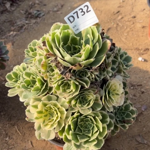 多肉植物迈巴赫捧花