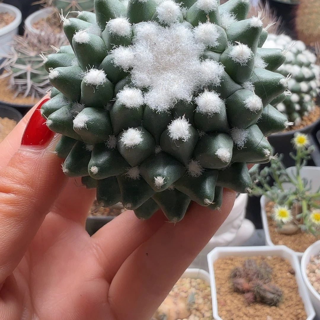 干***己实生雪糕裸根发货