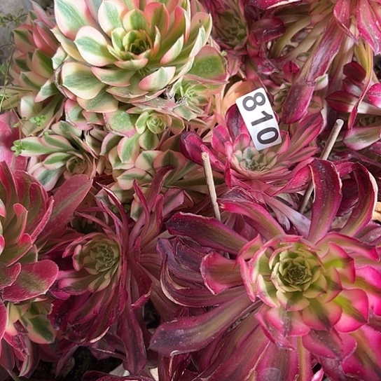 A*包多肉植物四个