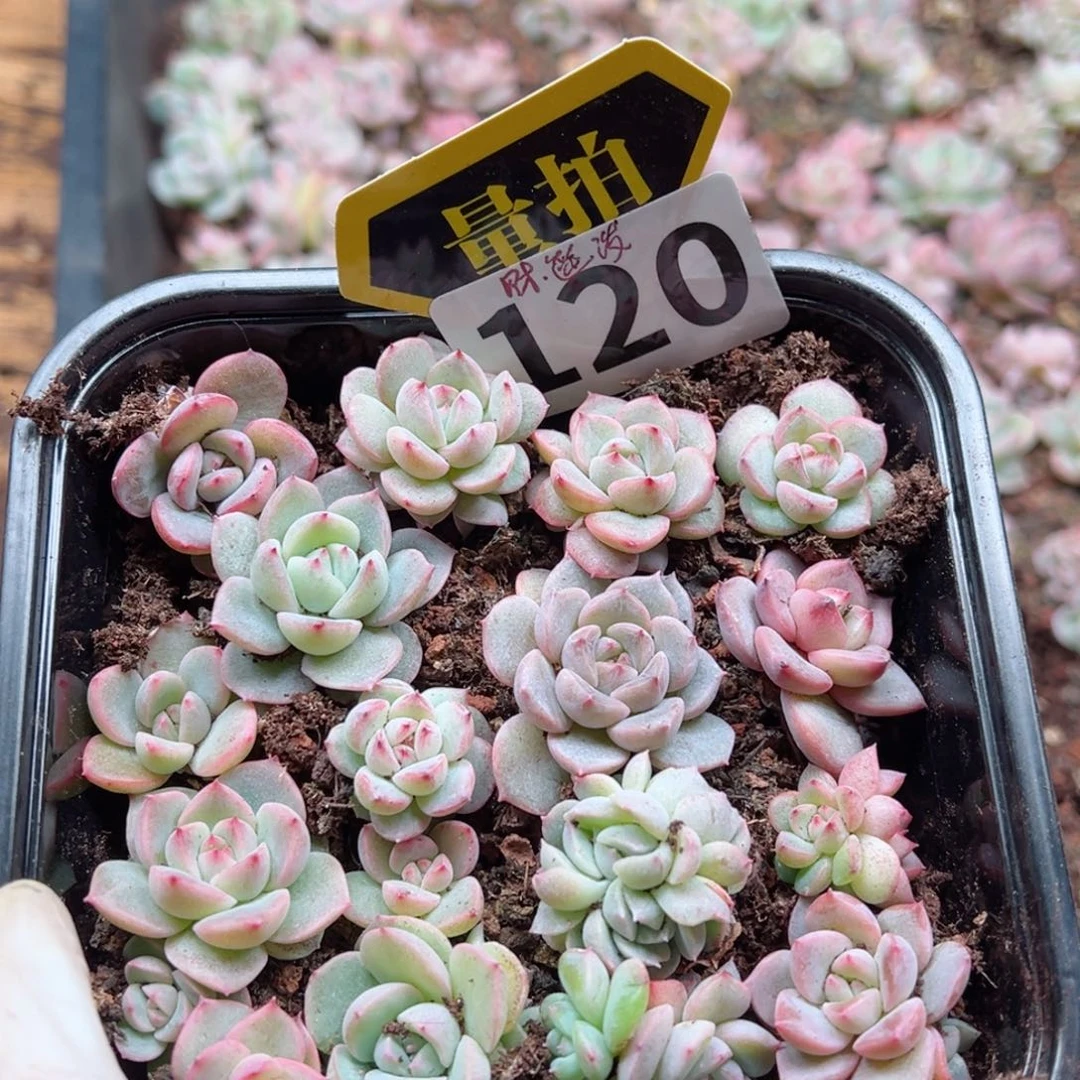 多肉植物多肉植物