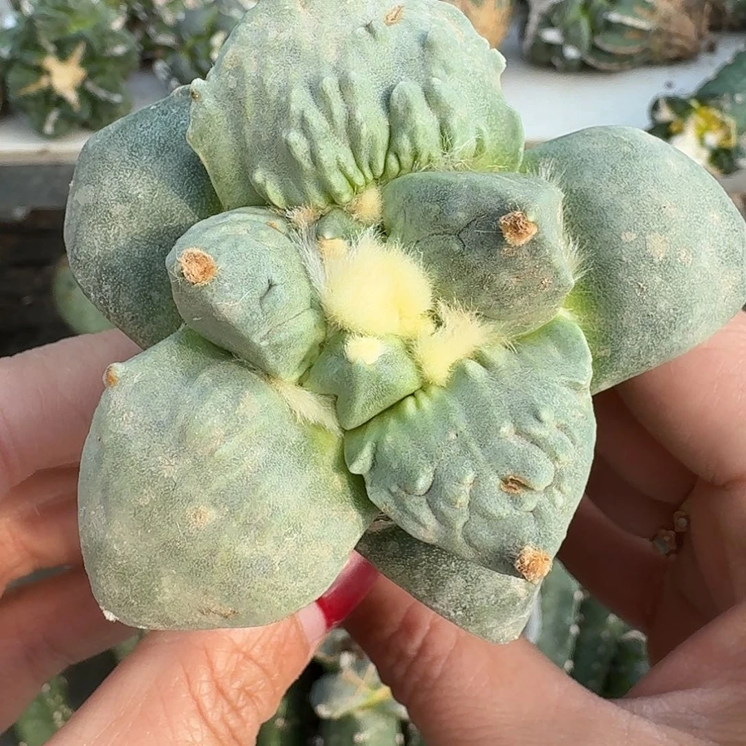 无花朵蓝白肌大尤怒涛745