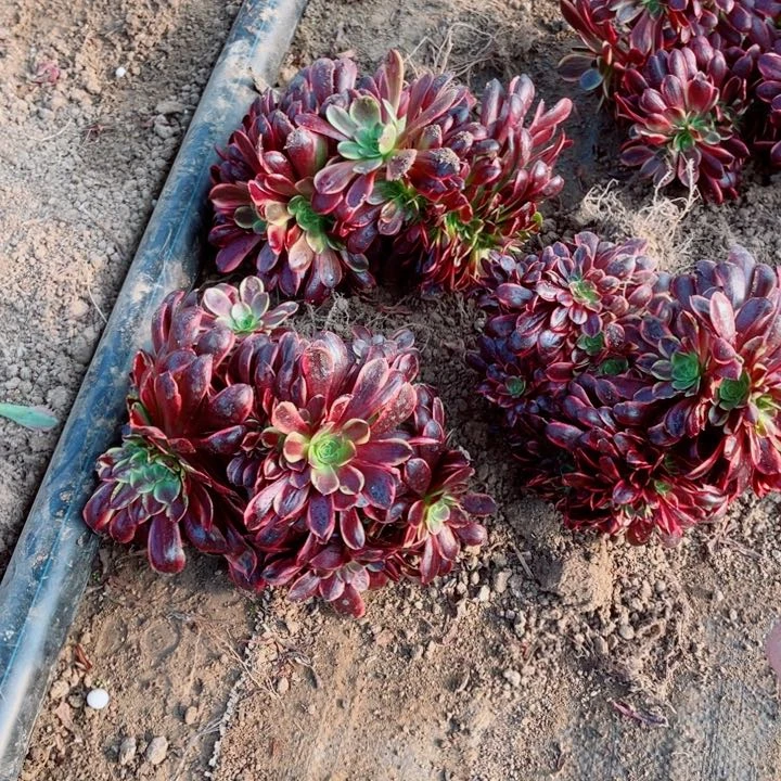 欧嘉莉缀化朵朵漂亮