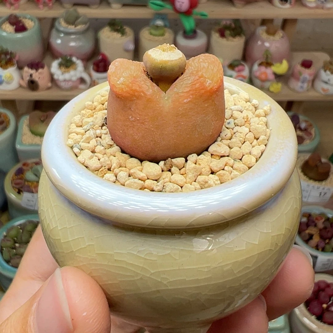 多肉植物19号水蜜桃