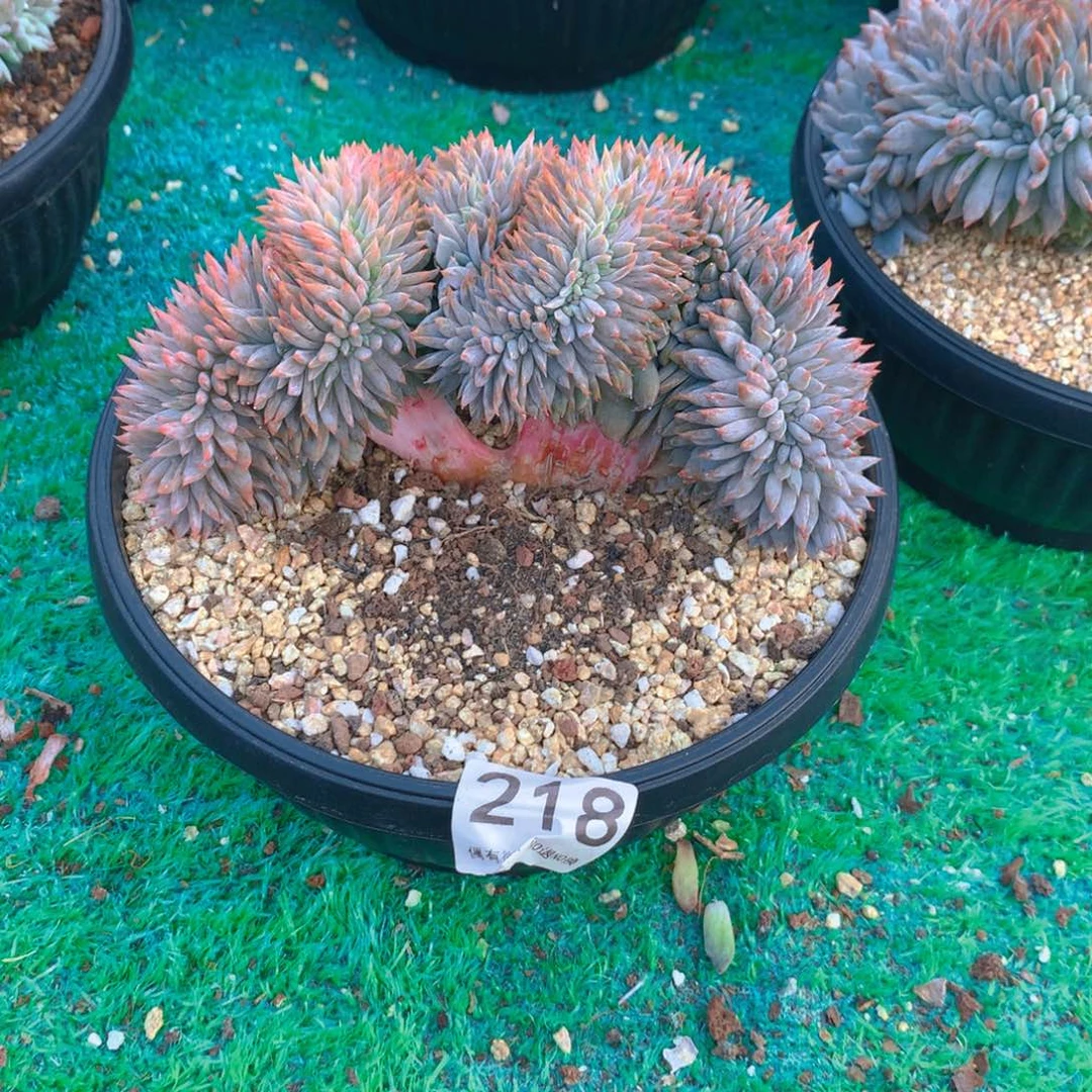 218橙子11111111111