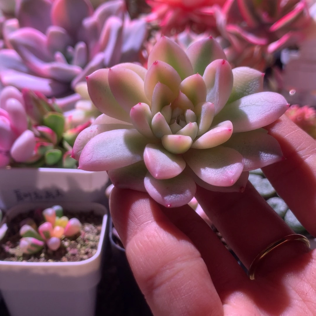 福利阿尔巴佳人覆轮锦有根