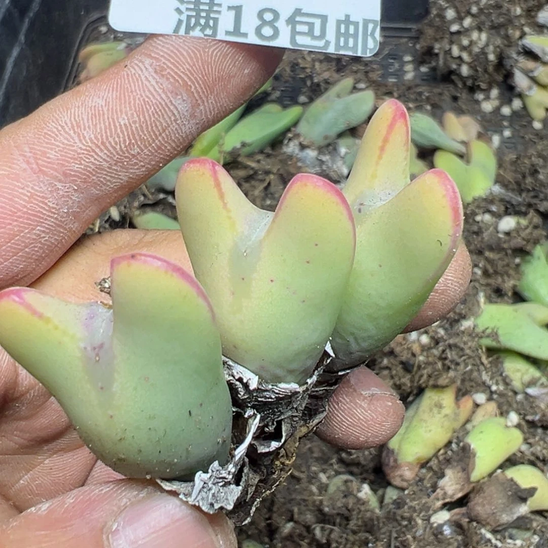 【闪购商品】  697。