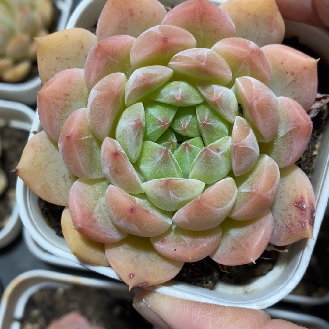 精品多肉一物一拍不包整1