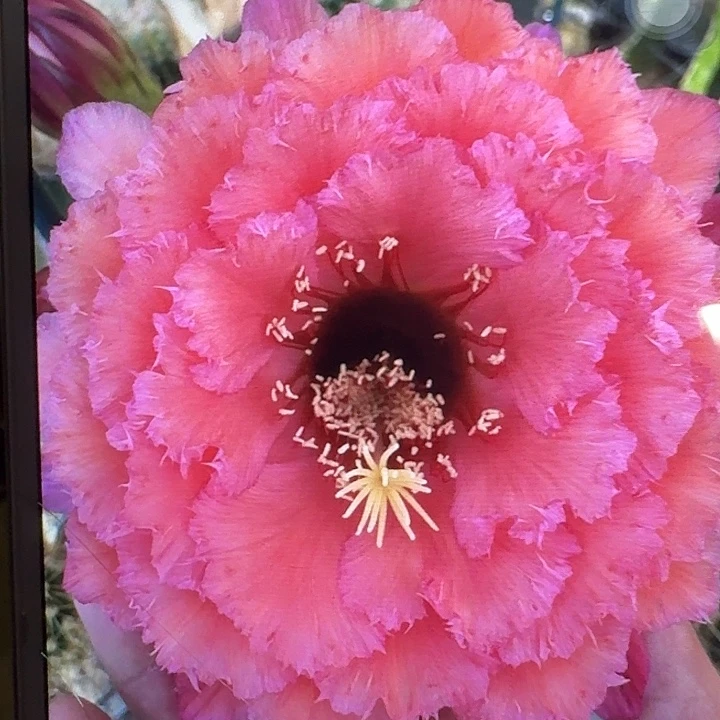 霞光满天侧芽5公分左右毛花柱（20包邮）