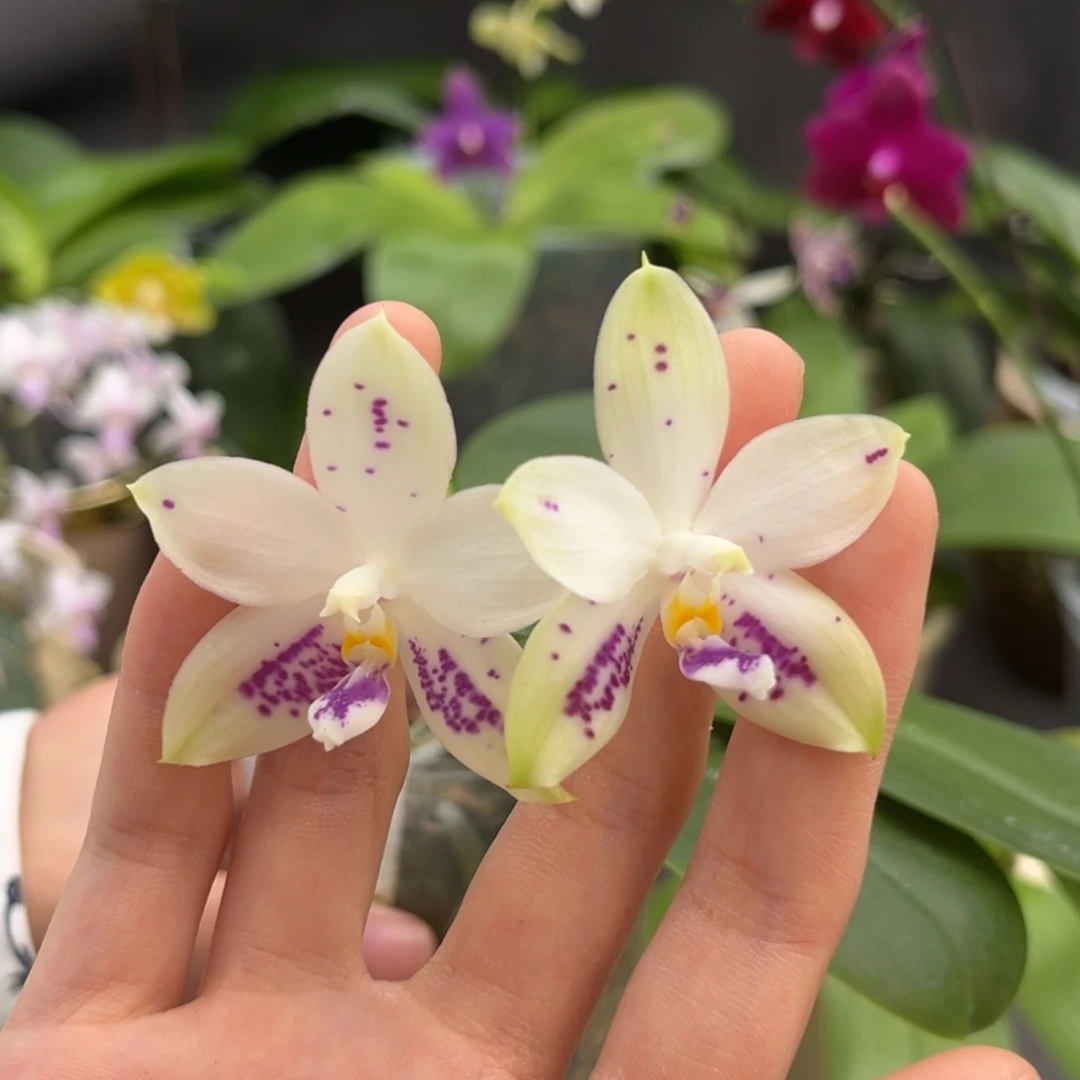 完全开放2.5寸3288开花株