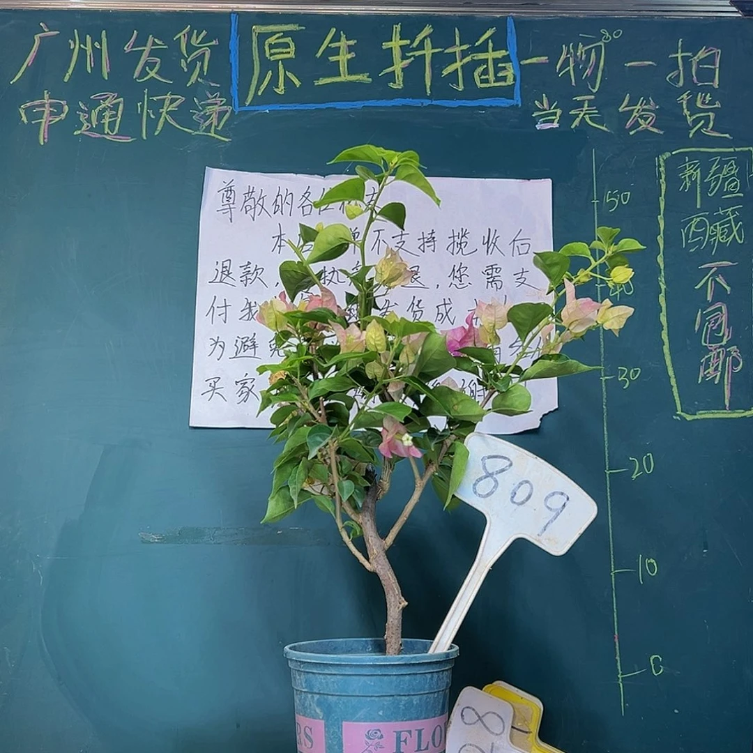 当前无花栽培后可以开花小画报 809