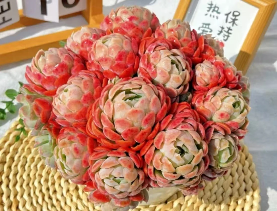 Y年宵花大香水贝瑞【元旦迎新】【年宵纳福】多肉植物 带盆带土发货