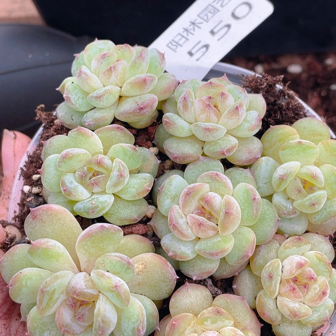 多肉植物多肉植物550