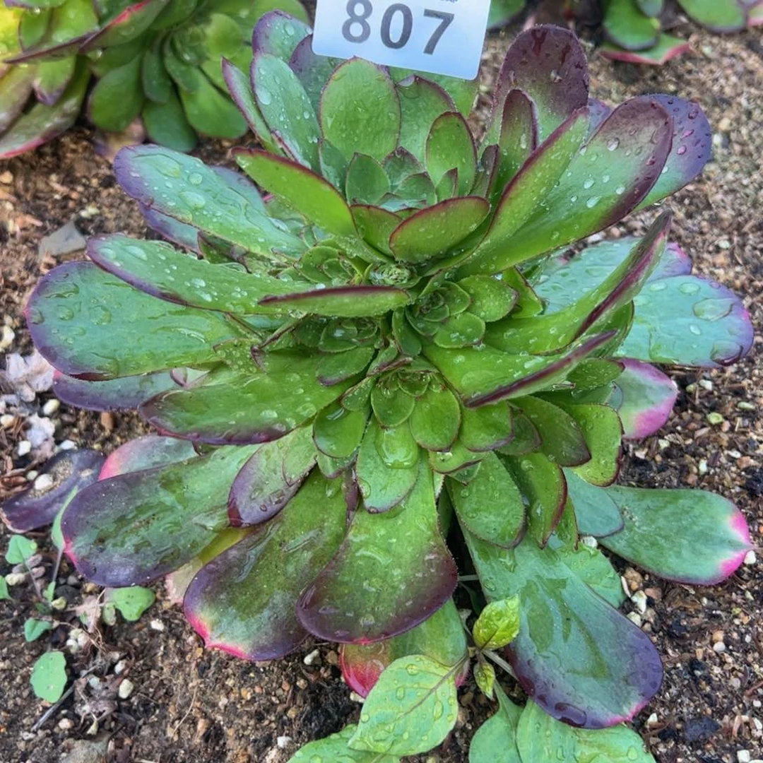 807雨荷多肉植物