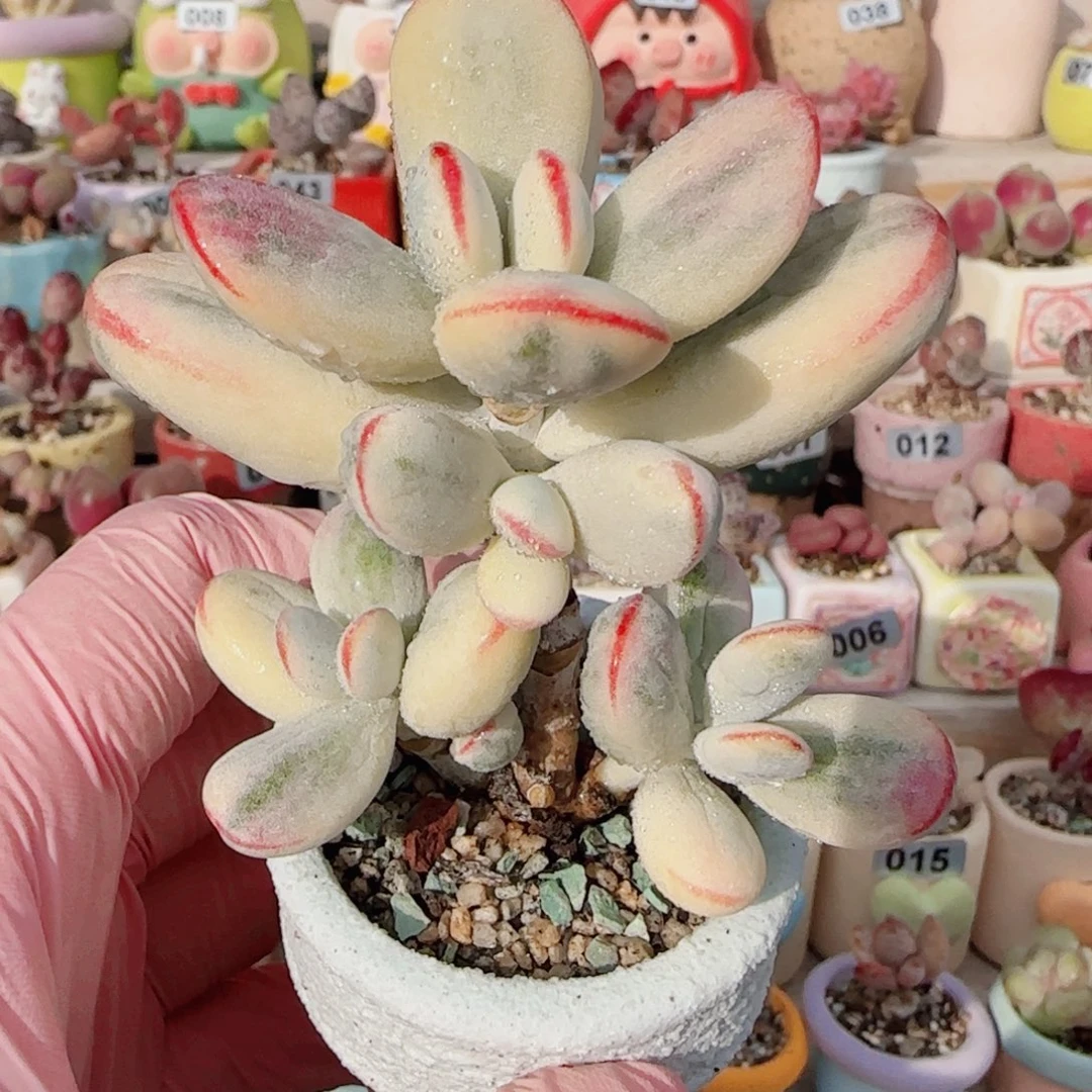 乒乓福娘锦 盆口4cm